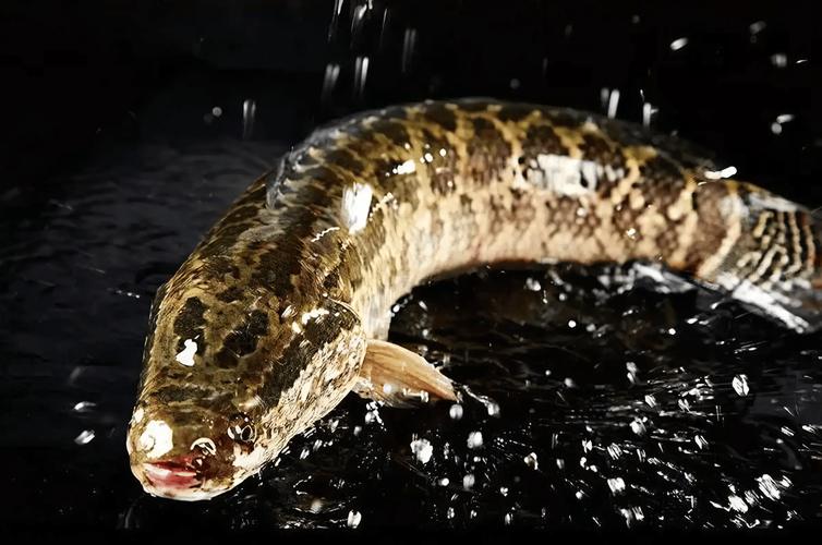 黑魚繁殖行為_黑魚是什么樣子的_黑魚保護幼魚