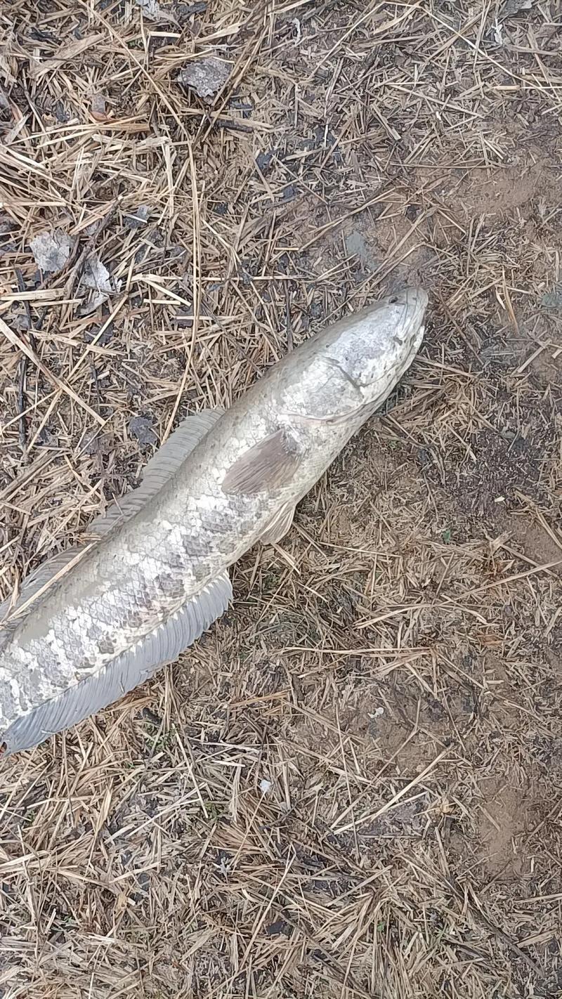 黑魚是什么樣子的_黑魚繁殖行為_黑魚保護幼魚