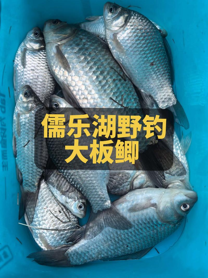 垂釣鯽魚過程_釣大板鯽技巧_野釣大鯽魚方法