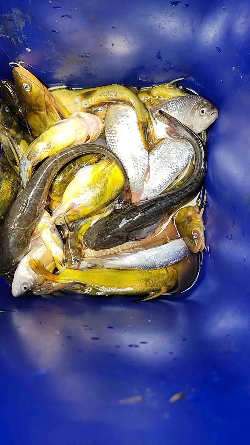 夜釣_漁獲戰報必看_夜釣判斷漂象_浮漂信號識別技巧