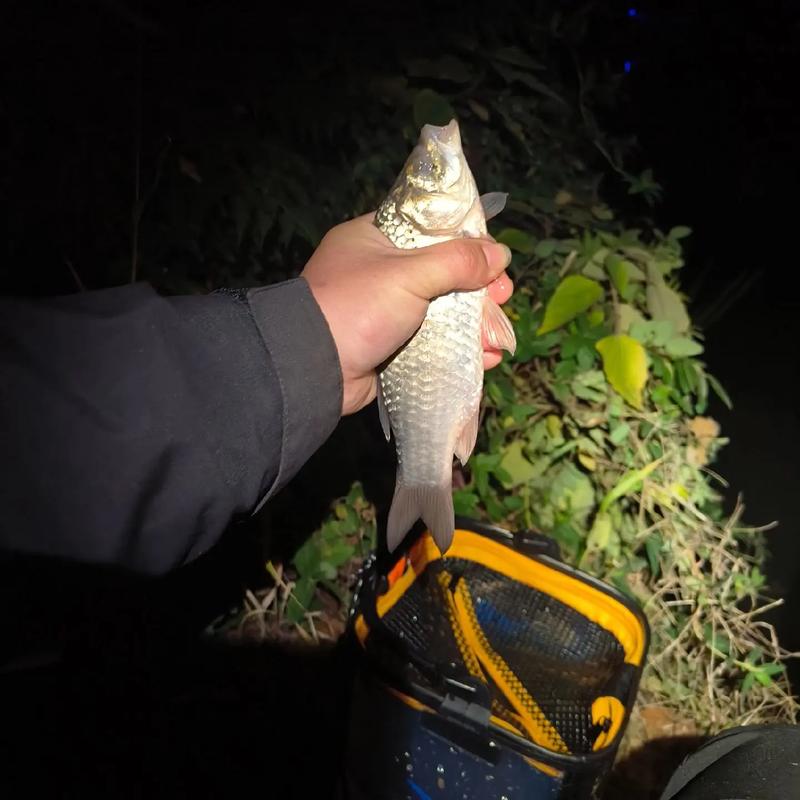 夜釣_漁獲戰報必看_夜釣心理素質_夜釣突發情況