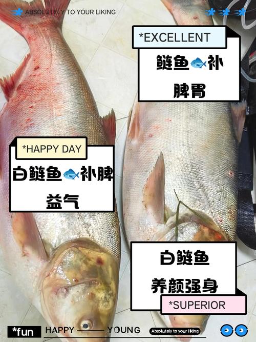 白鰱魚怎么釣_白鰱四大家魚養殖_白鰱肉質口感特點