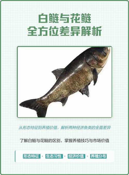白鰱肉質口感特點_白鰱四大家魚養殖_白鰱魚怎么釣