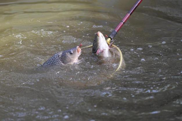 釣鯉魚技巧_夏季陰天釣魚技巧_夏季釣鯉魚攻略