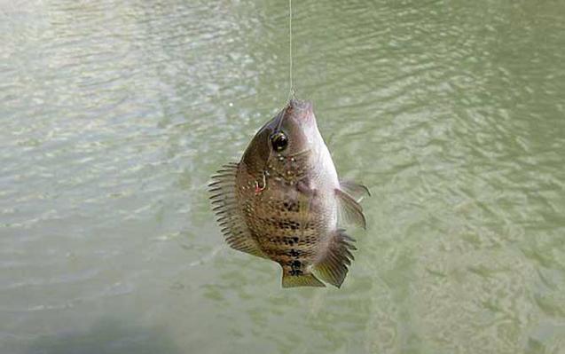 南方冬季釣羅非技巧_羅非魚釣魚技巧_南方冬季羅非魚餌料配方