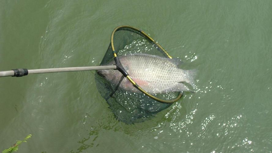 南方冬季羅非魚餌料配方_南方冬季釣羅非技巧_羅非魚釣魚技巧