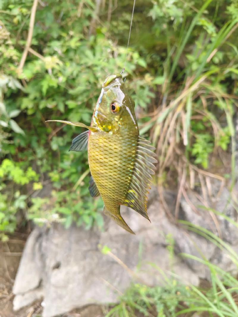羅非魚釣魚技巧_釣羅非魚技巧_羅非魚餌料選擇