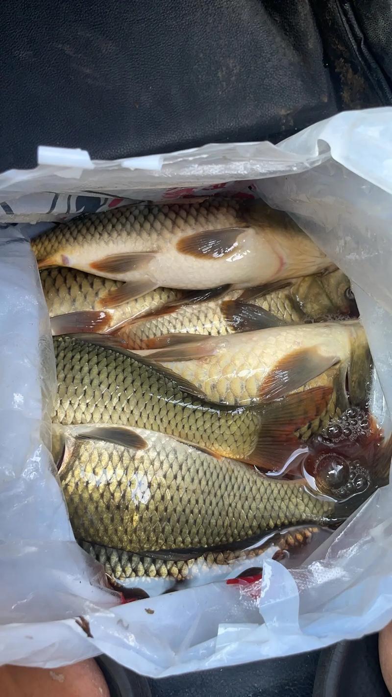 夏季陰天釣魚技巧_夏季釣鯉魚技巧_釣鯉魚天氣選擇