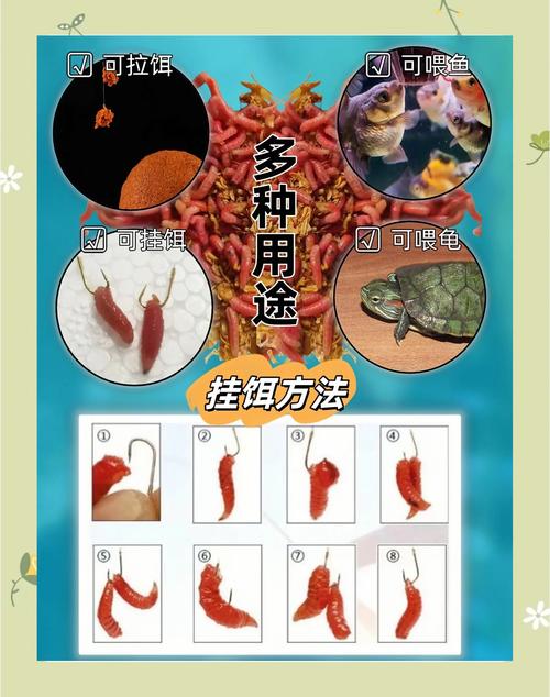 紅蟲拉餌的優勢和使用_紅蟲拉餌制作方法_紅蟲顆粒怎么掛鉤圖解