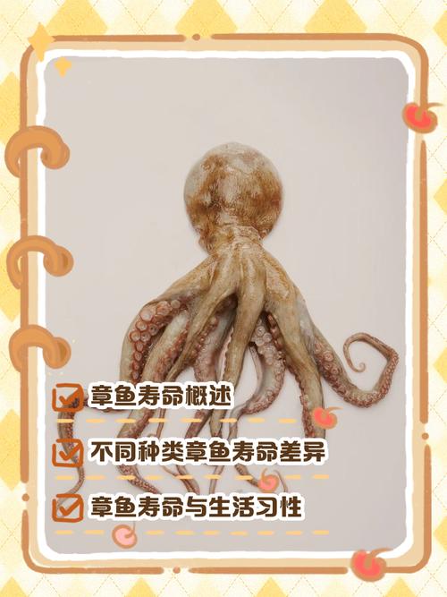 為什么章魚壽命短_章魚壽命多久_章魚是魚類嗎