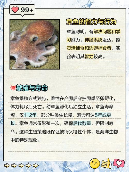 章魚壽命多久_為什么章魚壽命短_章魚是魚類嗎