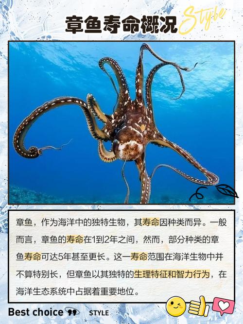 章魚壽命多久_為什么章魚壽命短_章魚是魚類嗎