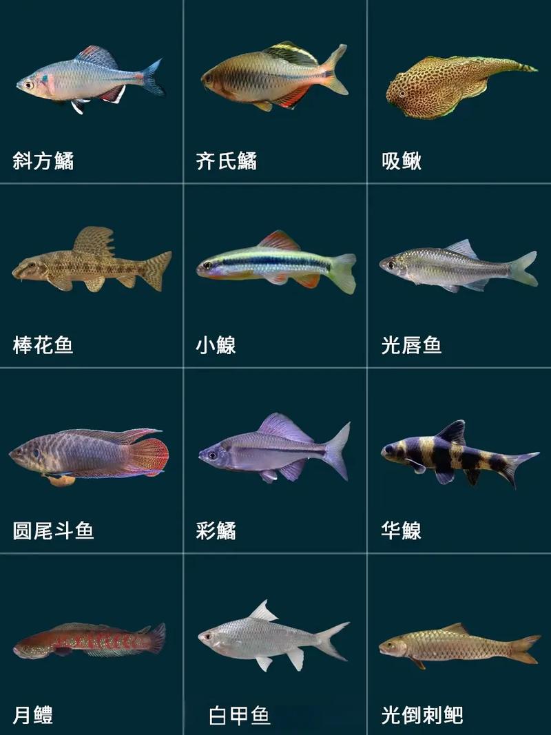 稀有種類淡水魚_淡水魚類大全名稱圖片_過度捕撈淡水魚