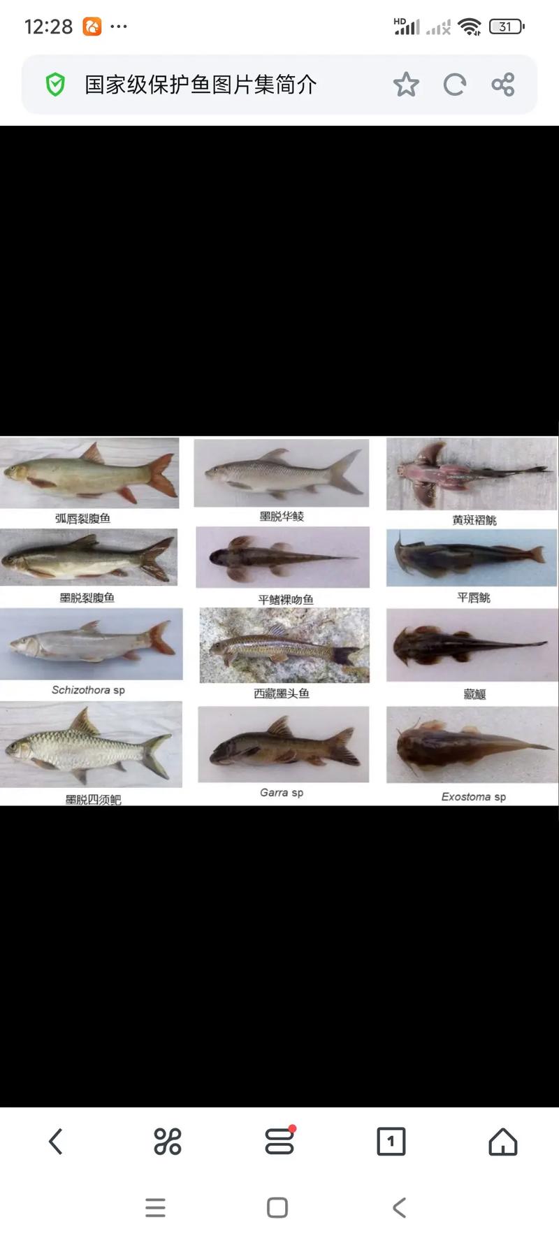 過度捕撈淡水魚_淡水魚類大全名稱圖片_稀有種類淡水魚