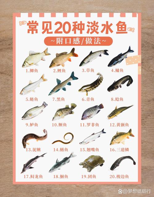淡水魚烹飪方式推薦_最好吃的淡水魚種類_淡水魚類大全名稱圖片