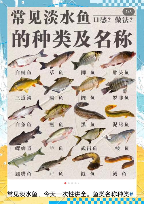 最好吃的淡水魚種類_淡水魚烹飪方式推薦_淡水魚類大全名稱圖片