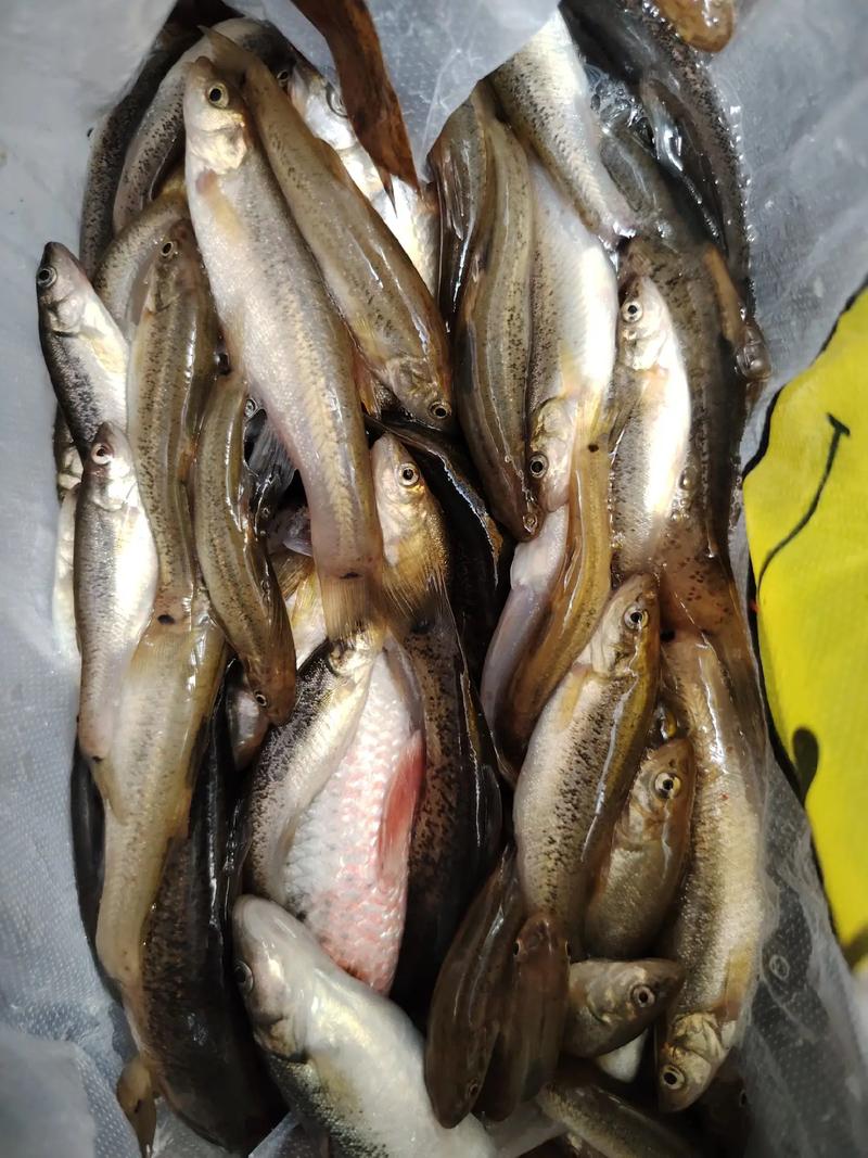 寶島漁很大_寶島漁很大主題曲_寶島漁很大背景音樂