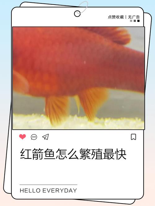 紅箭魚飼養溫度_紅箭魚是什么魚_紅箭魚特點