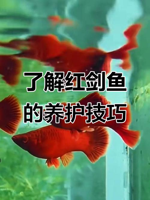 紅箭魚是什么魚_紅箭魚特點_紅箭魚飼養溫度