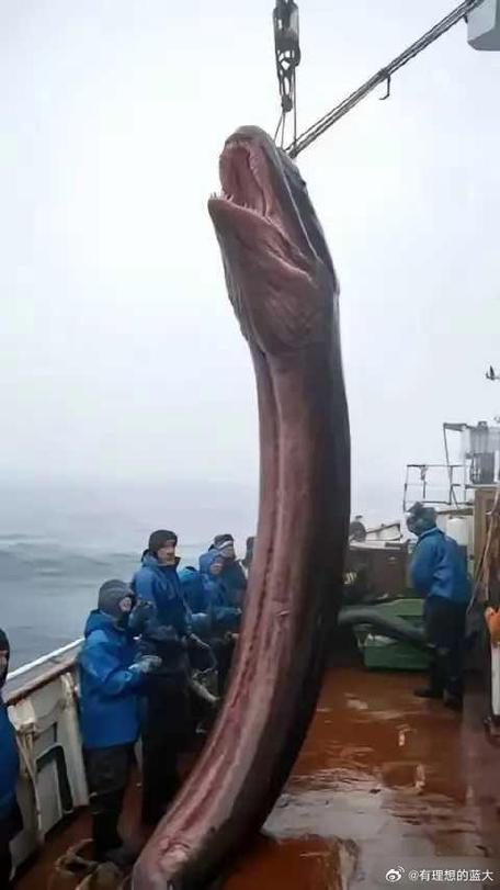 長鰭鰻生命周期_長鰭鰻_新西蘭長鰭鰻