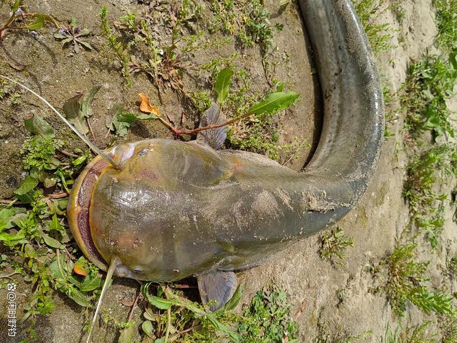 鯰魚怎么釣_釣鯰魚最佳時間_鯰魚攝食習性