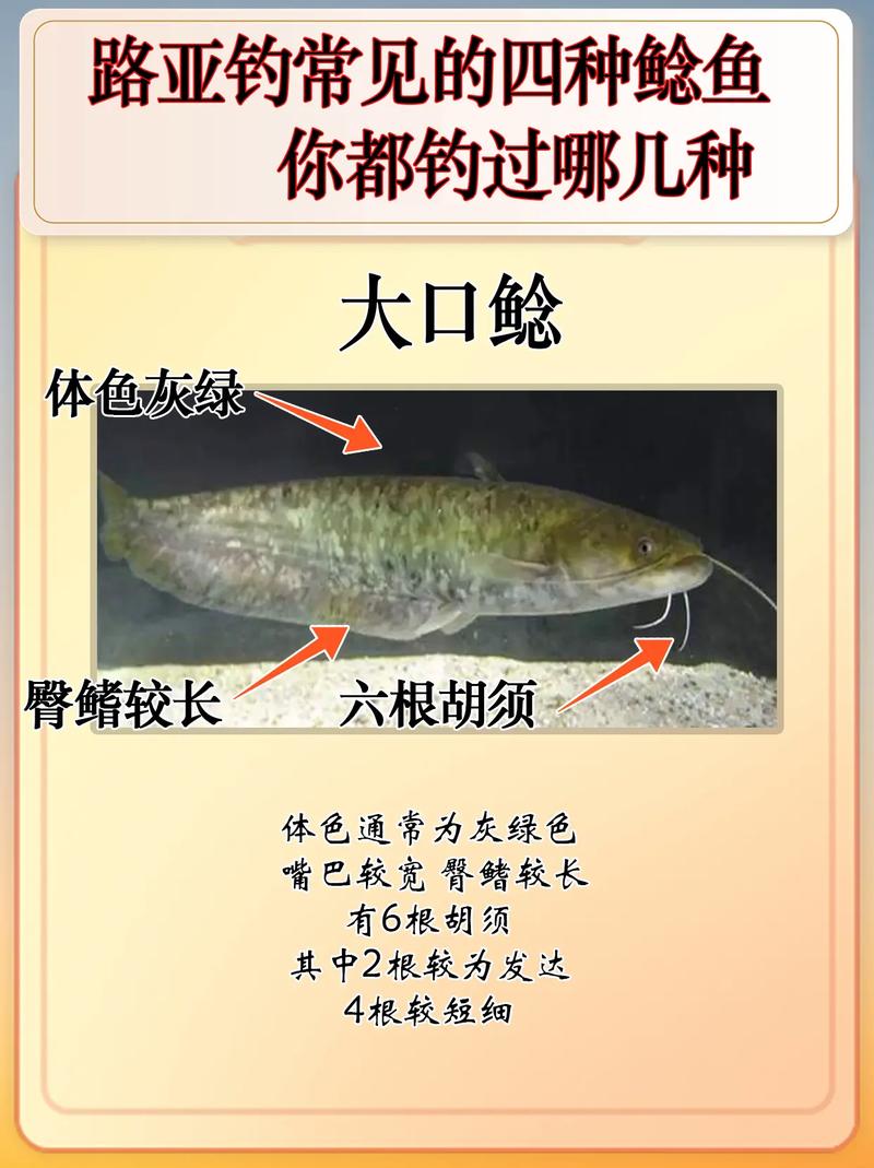 升級版鯰魚釣組_鯰魚怎么釣_釣鯰魚技巧
