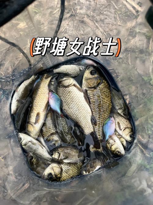 附近釣魚塘在哪里查_附近哪里有野塘釣魚_附近釣魚塘有多少公里