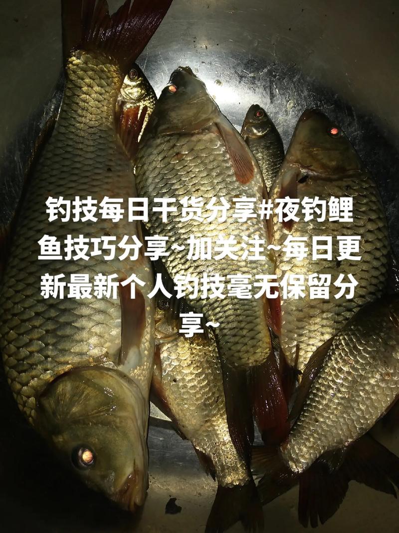 釣鯉魚技巧_夏季在水庫夜釣鯉魚的必備技巧必看_夏季鯉魚難釣原因