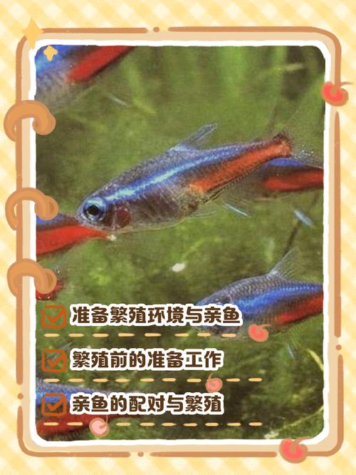 紅綠燈魚產卵條件_紅綠燈魚產卵顆粒狀_紅綠燈魚懷孕清晰圖
