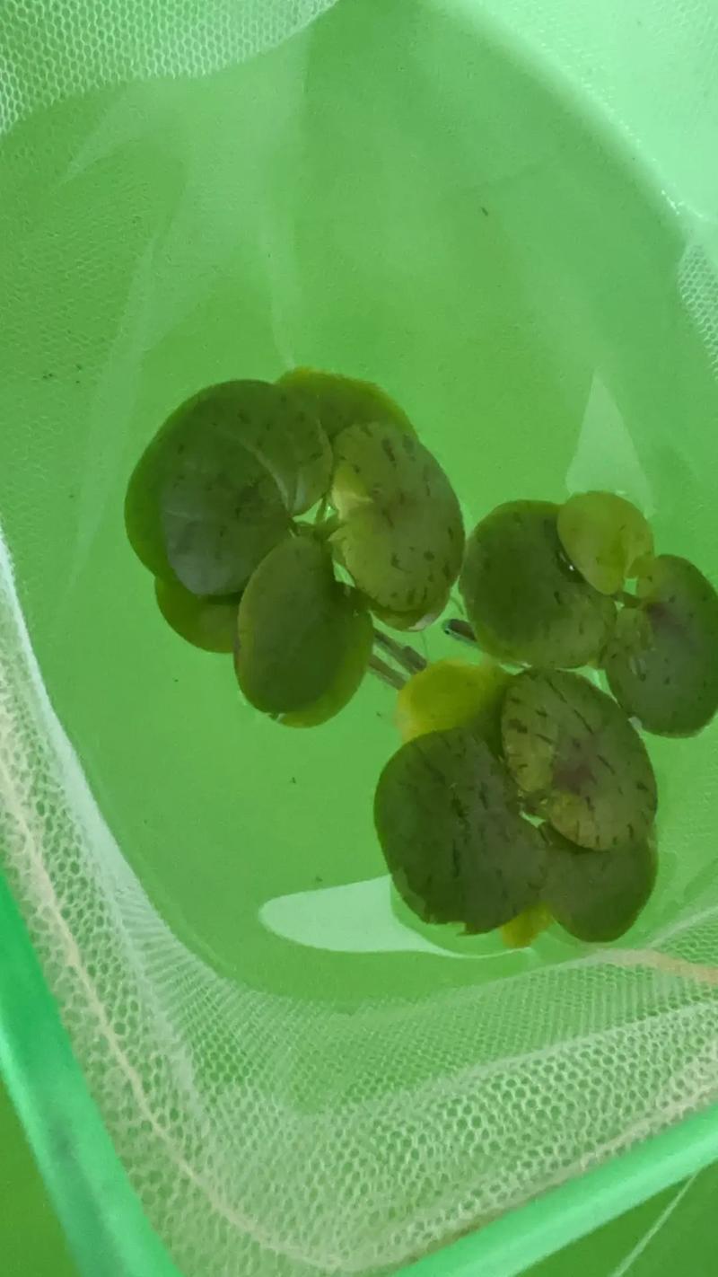 紅綠燈魚懷孕清晰圖_紅綠燈魚產卵條件_紅綠燈魚產卵顆粒狀