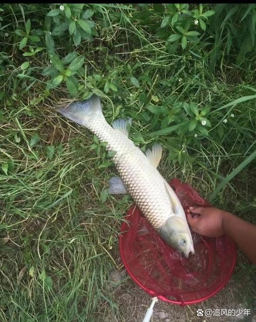 用嫩玉米夜釣草魚技巧?_夏季夜釣大草魚_夜釣草魚技巧