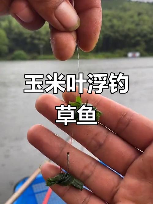用玉米能釣草魚嗎用玉米釣草魚是釣底還是釣浮_果味嫩玉米釣草魚配方分享_秋季釣草魚果味嫩玉米配方
