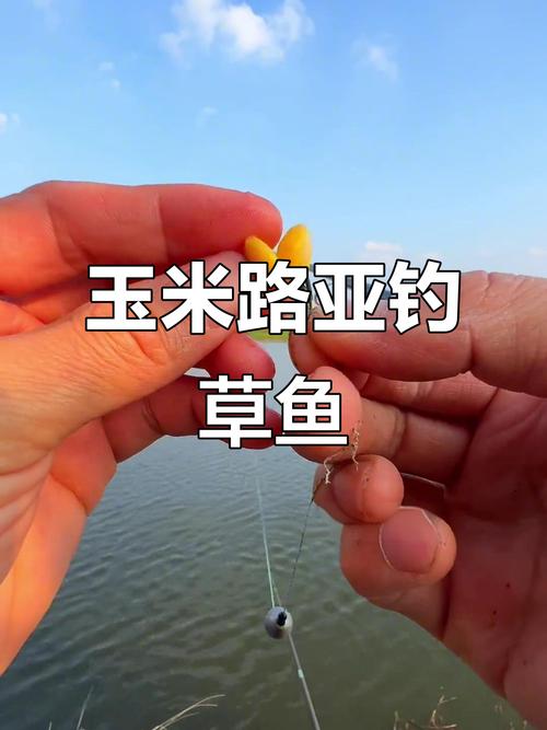 草魚攝食習性_用玉米能釣草魚嗎用玉米釣草魚是釣底還是釣浮_玉米釣草魚