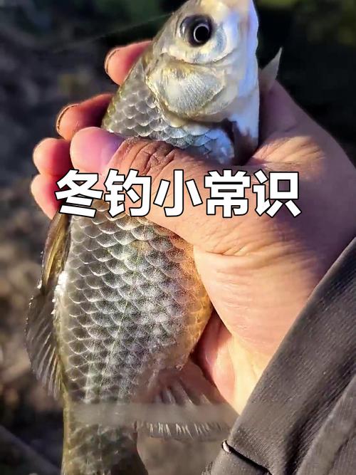 南方冬天江河釣魚技巧_小水面垂釣規律_冬季小水域釣魚技巧