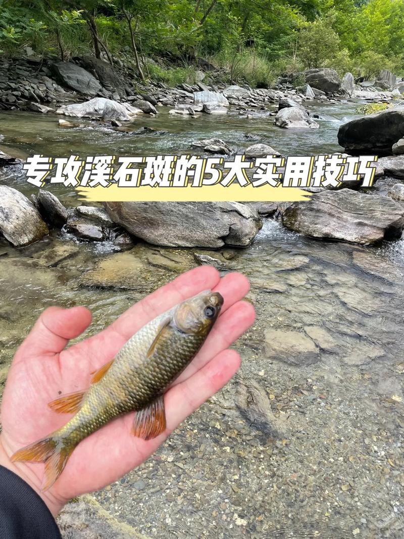 浙江溪石斑魚釣法_釣溪石斑魚絕招_溪流釣石斑魚技巧