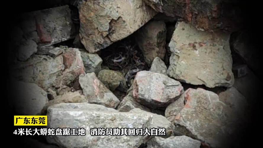 東莞工地碎石堆現蟒蛇_蟒蛇攻擊如何應對_工地碎石堆掉出50多斤重大蟒蛇