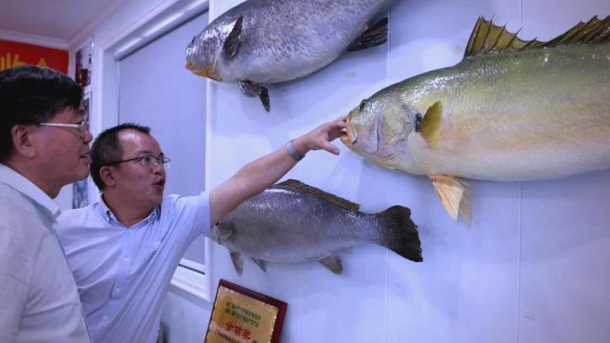 黃唇魚是什么魚_黃唇魚繁殖成功新聞_黃唇魚人工繁育技術突破