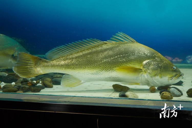 黃唇魚繁殖成功新聞_黃唇魚是什么魚_黃唇魚人工繁育技術突破