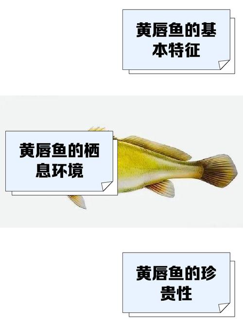 黃唇魚人工繁育技術_黃唇魚全人工繁殖研究_黃唇魚是什么魚