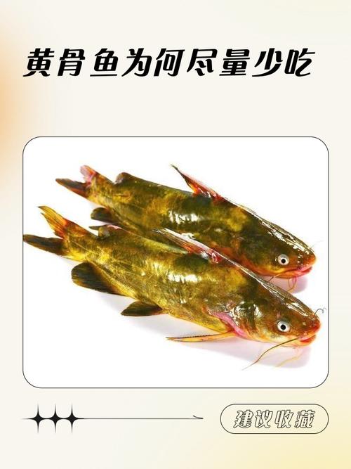 黃骨魚是什么魚_黃骨魚營養價值_黃骨魚紅燒做法