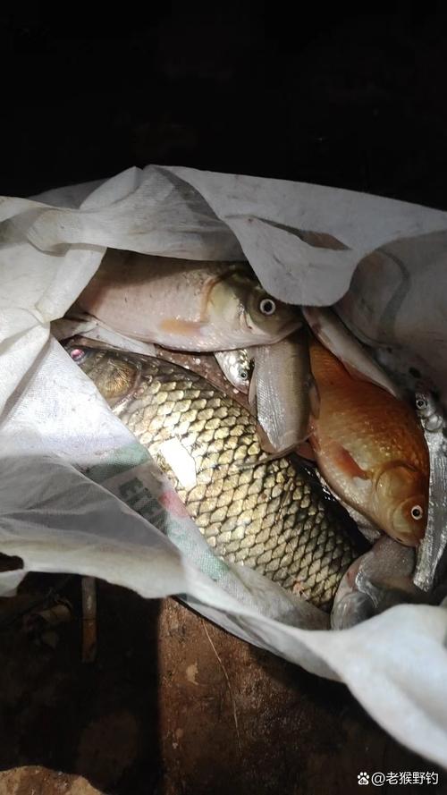 野釣鯽魚冰洞_冰釣蘆葦蕩_冰釣鯽魚視頻