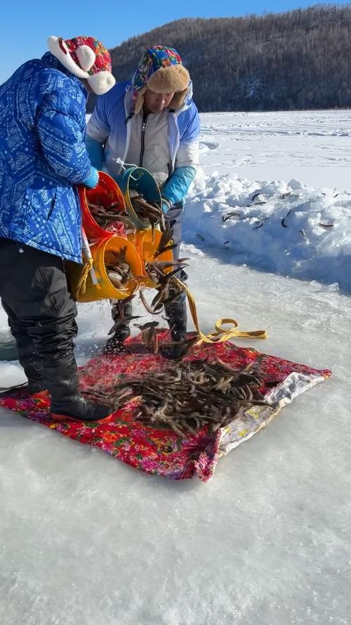 野釣鯽魚冰洞_冰釣鯽魚視頻_冰釣蘆葦蕩
