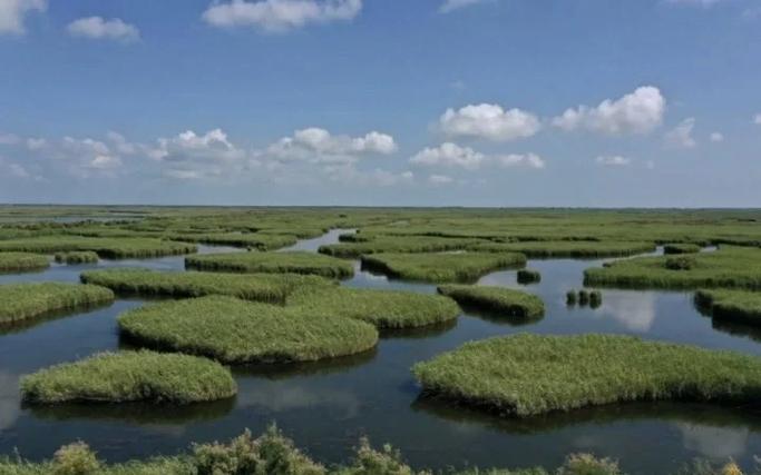 黃河流魚現象 黃河鯉魚數量減少原因 黃河鯉魚保護措施_黃河流魚好幾年才一次今年趕上了