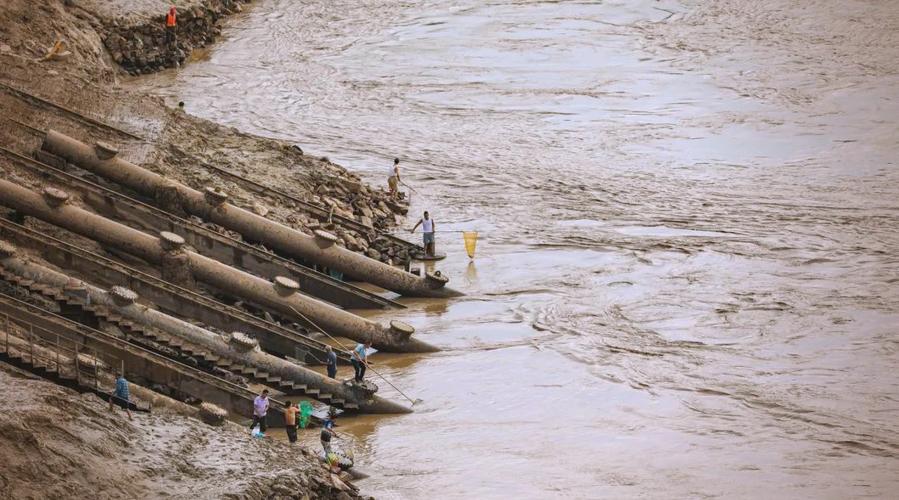 黃河流魚好幾年才一次今年趕上了_黃河流魚現象_黃河鯉價格高