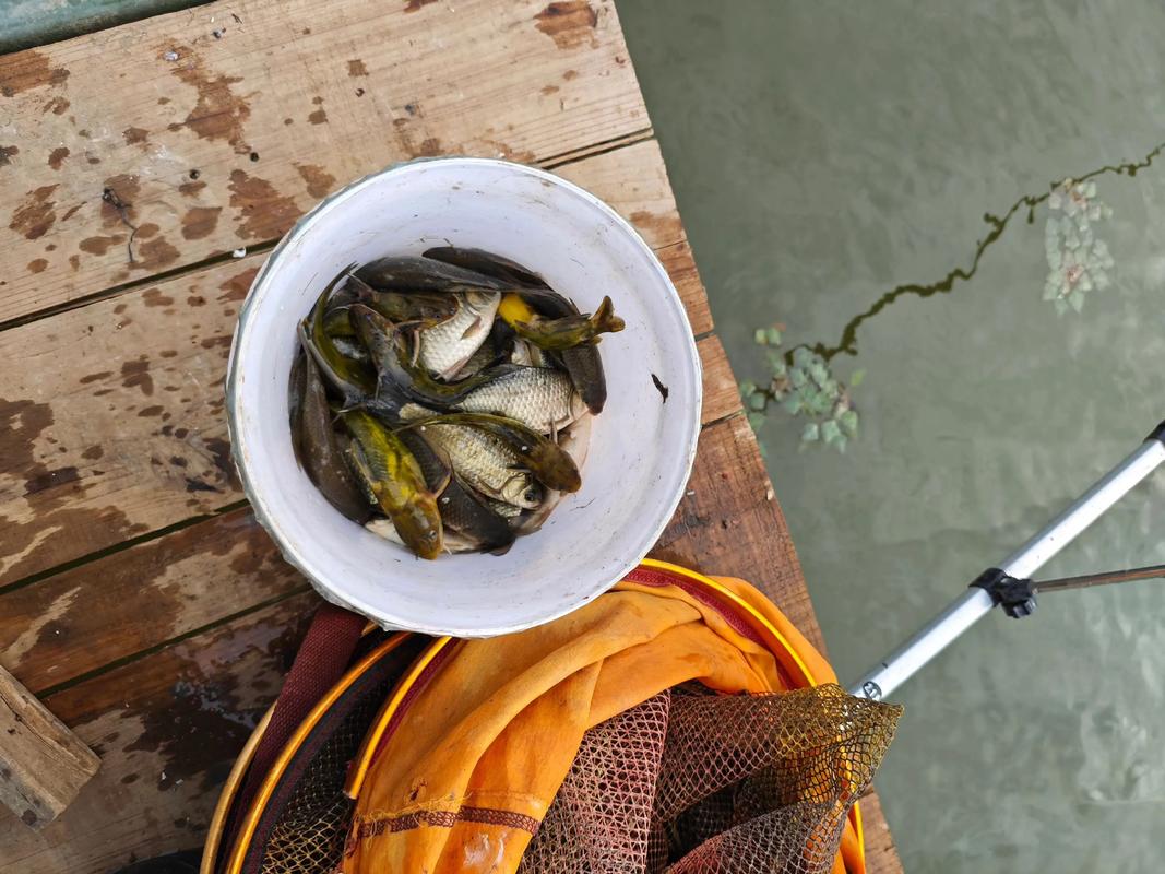 黃顙魚是什么魚淡水經濟魚種_黃顙魚垂釣技巧_黃顙魚夜釣方法