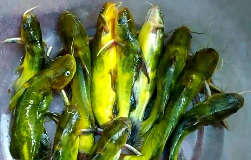 黃顙魚夜釣方法_黃顙魚是什么魚淡水經濟魚種_黃顙魚垂釣技巧