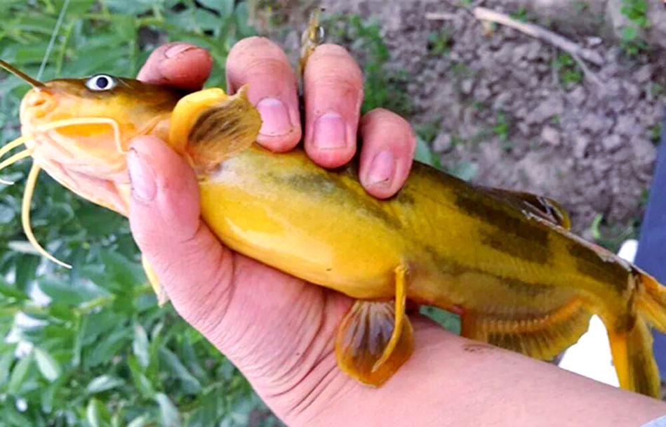 黃顙魚是什么魚淡水經濟魚種_黃顙魚夜釣方法_黃顙魚垂釣技巧
