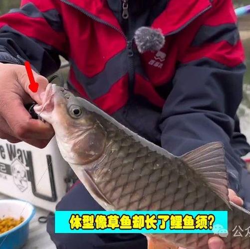 水果玉米釣草魚配方_熟玉米釣魚好還是生的_釣草魚用玉米餌