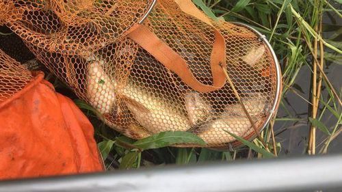 熟玉米釣魚好還是生的_釣草魚用玉米餌_水果玉米釣草魚配方