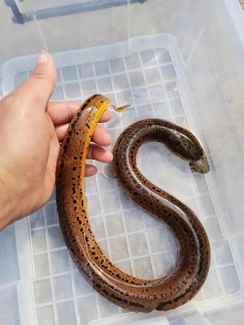 黃鱔過度捕撈現狀_黃鱔雌雄同體_黃鱔數量減少原因